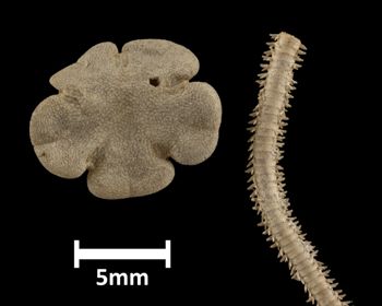 Media type: image;   Invertebrate Zoology OPH-3742 Description: Top of brittle star disc and one arm.;  Aspect: dorsal